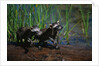 Young Raccoons after First Swim by Anonymous