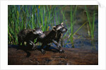 Young Raccoons after First Swim by Anonymous