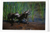 Young Raccoons after First Swim by Anonymous