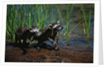 Young Raccoons after First Swim by Anonymous