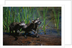 Young Raccoons after First Swim by Anonymous