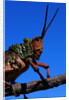 Grasshopper on a Branch by Anonymous