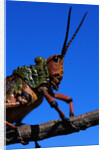 Grasshopper on a Branch by Anonymous