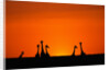 Giraffe Silhouettes at Sunset by Anonymous
