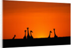 Giraffe Silhouettes at Sunset by Anonymous