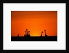 Giraffe Silhouettes at Sunset by Anonymous