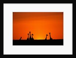 Giraffe Silhouettes at Sunset by Anonymous