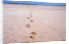 Bootprints on Lake Austin by Anonymous