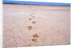Bootprints on Lake Austin by Anonymous