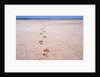 Bootprints on Lake Austin by Anonymous