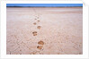 Bootprints on Lake Austin by Anonymous