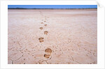 Bootprints on Lake Austin by Anonymous