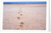 Bootprints on Lake Austin by Anonymous