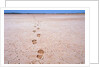 Bootprints on Lake Austin by Anonymous