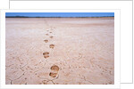 Bootprints on Lake Austin by Anonymous