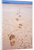 Bootprints Along Australian Outback by Anonymous