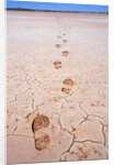 Bootprints Along Australian Outback by Anonymous