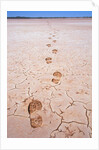 Bootprints Along Australian Outback by Anonymous
