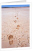 Bootprints Along Australian Outback by Anonymous