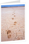 Bootprints Along Australian Outback by Anonymous