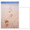 Bootprints Along Australian Outback by Anonymous