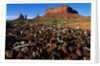 Trash Dump and Sandstone Buttes by Anonymous