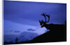 Caribou by Anonymous