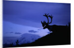 Caribou by Anonymous