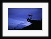 Caribou by Anonymous