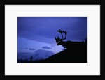 Caribou by Anonymous