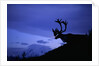 Caribou by Anonymous