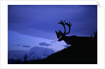 Caribou by Anonymous
