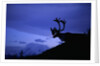 Caribou by Anonymous