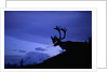 Caribou by Anonymous
