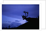Caribou by Anonymous