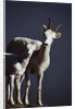 Dall's Lamb and Ewe by Anonymous