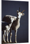 Dall's Lamb and Ewe by Anonymous