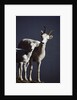 Dall's Lamb and Ewe by Anonymous