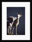 Dall's Lamb and Ewe by Anonymous