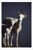 Dall's Lamb and Ewe by Anonymous