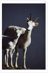 Dall's Lamb and Ewe by Anonymous