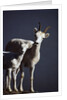 Dall's Lamb and Ewe by Anonymous