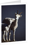 Dall's Lamb and Ewe by Anonymous