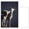 Dall's Lamb and Ewe by Anonymous