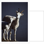 Dall's Lamb and Ewe by Anonymous