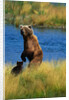 Brown Bear Sow and Cub by Anonymous