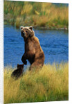 Brown Bear Sow and Cub by Anonymous