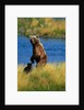 Brown Bear Sow and Cub by Anonymous