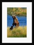 Brown Bear Sow and Cub by Anonymous