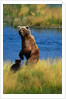 Brown Bear Sow and Cub by Anonymous